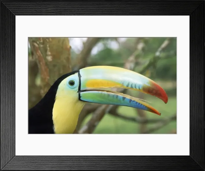 Framed Print : Keel-billed Toucan Framed Print : Keel-billed Toucan