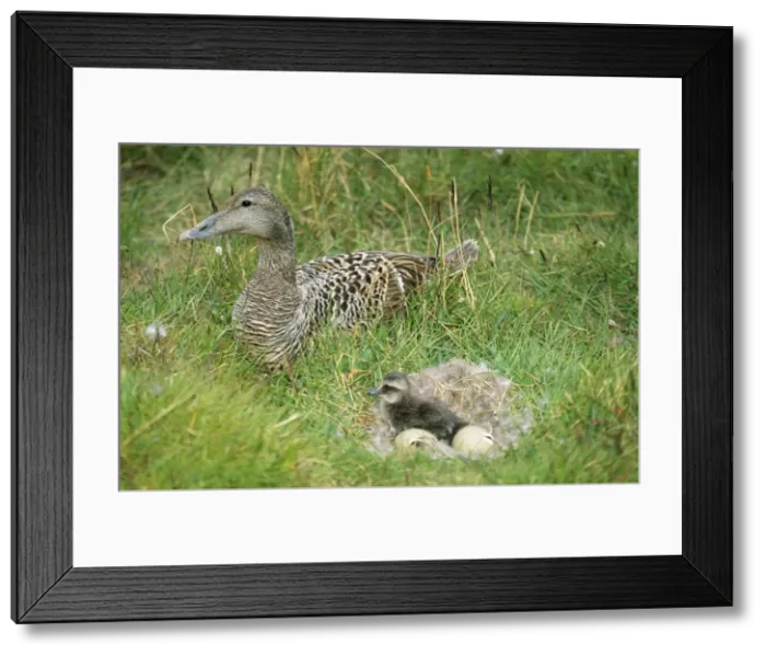 Framed Print : Eider Duck - female beside duckling in downt nest with eggs Framed Print : Eider Duck - female beside duckling in downt nest with eggs