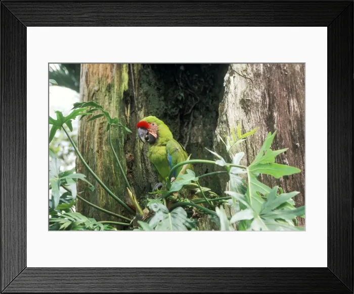 Framed Print : Military Macaw Perched in tree Framed Print : Military Macaw Perched in tree