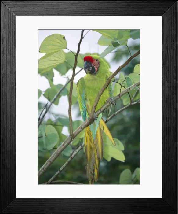 Framed Print : Military Macaw - perched on branch Central America, Mexico to Agentina Framed Print : Military Macaw - perched on branch Central America, Mexico to Agentina