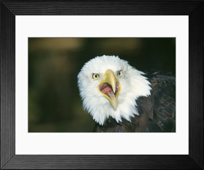 Framed Print : Bald Eagle Framed Print : Bald Eagle