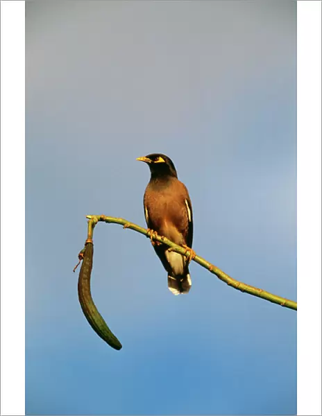 Common  /  Indian Mynah Perched on branch. Dist: Asia