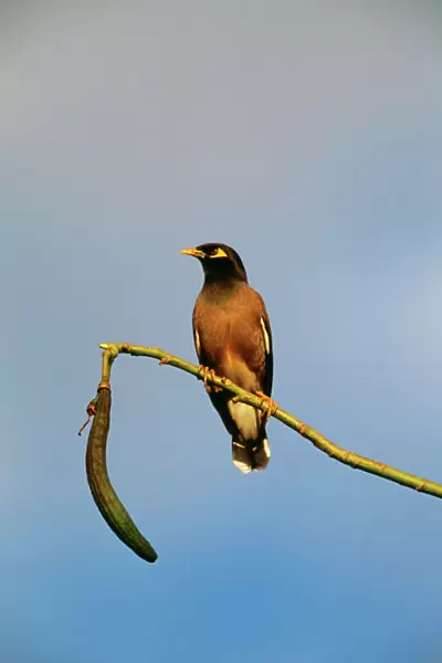 Common  /  Indian Mynah Perched on branch. Dist: Asia