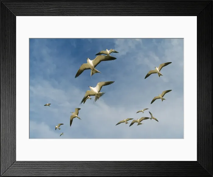 Framed Print : Sooty Tern - flock in flight Framed Print : Sooty Tern - flock in flight