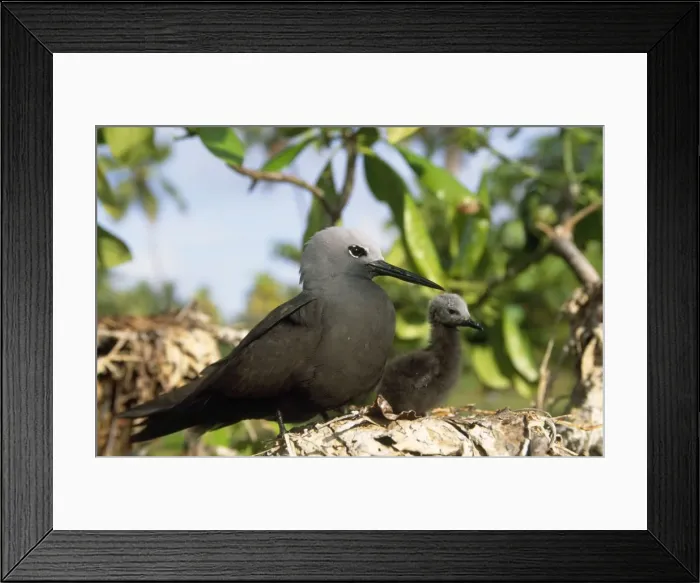Framed Print : Lesser Noddy Tern - with young Framed Print : Lesser Noddy Tern - with young