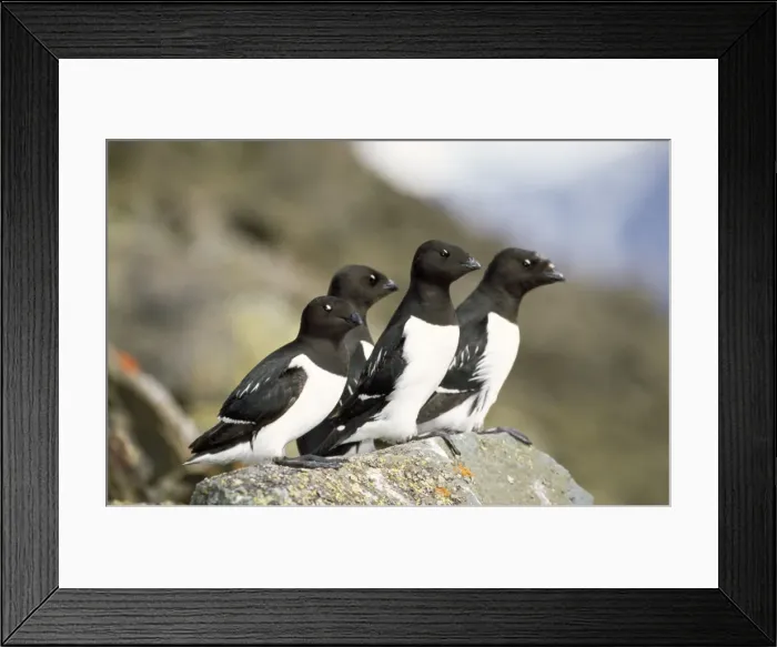 Framed Print : Little Auk Framed Print : Little Auk