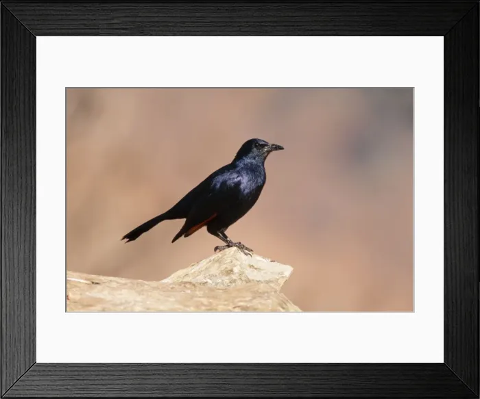 Framed Print : Redwing Starling South Africa Framed Print : Redwing Starling South Africa