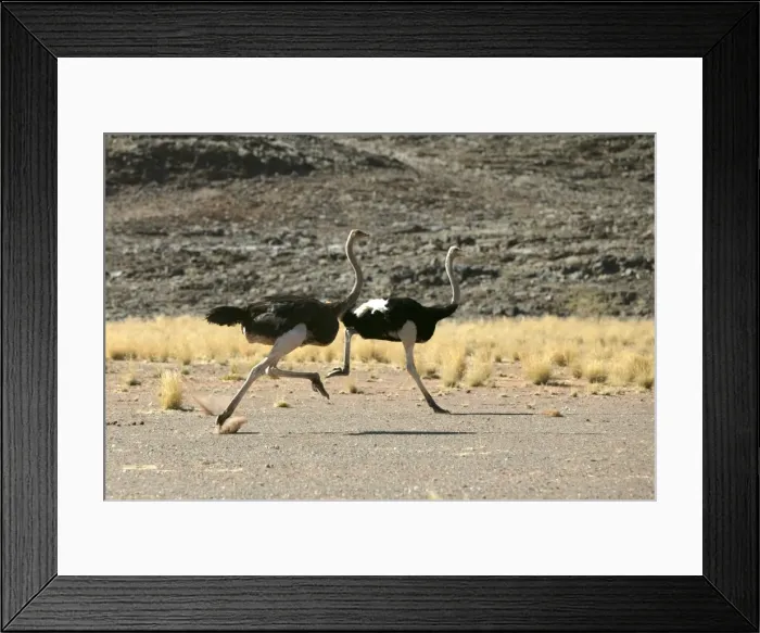 Framed Print : Ostrich. Namibia Framed Print : Ostrich. Namibia