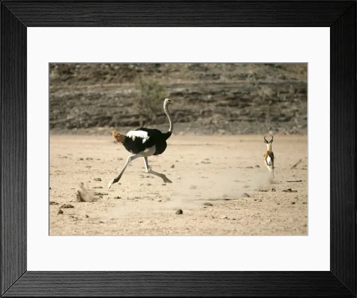 Framed Print : Ostrich. Namibia Framed Print : Ostrich. Namibia
