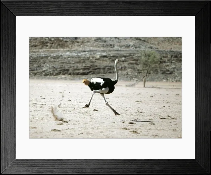 Framed Print : Ostrich. Namibia Framed Print : Ostrich. Namibia