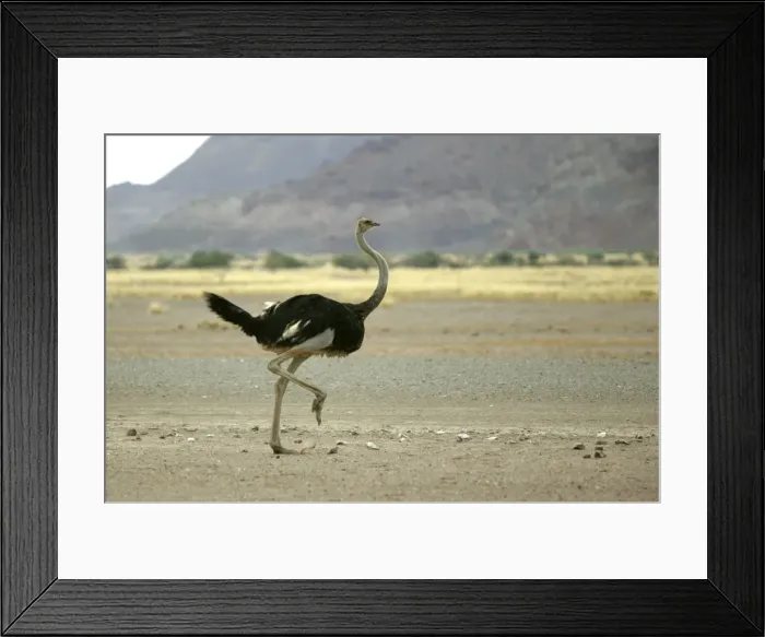 Framed Print : Ostrich. Namibia Framed Print : Ostrich. Namibia