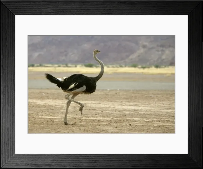 Framed Print : Ostrich. Namibia Framed Print : Ostrich. Namibia