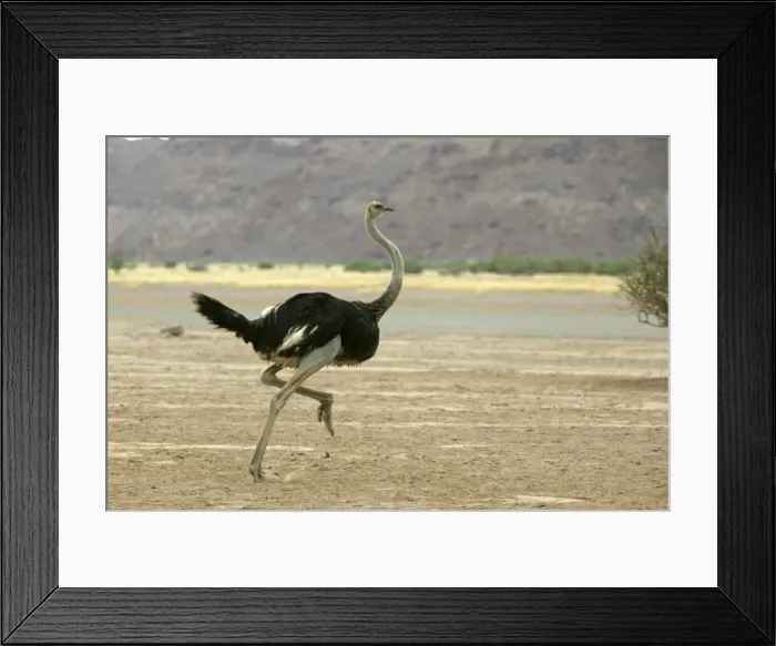 Framed Print : Ostrich. Namibia Framed Print : Ostrich. Namibia