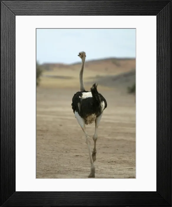 Framed Print : Ostrich. Namibia Framed Print : Ostrich. Namibia