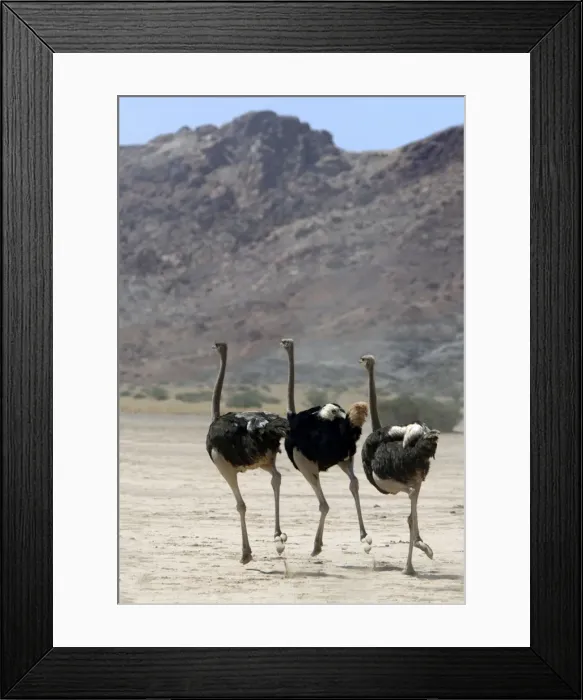 Framed Print : Ostrich. Namibia Framed Print : Ostrich. Namibia