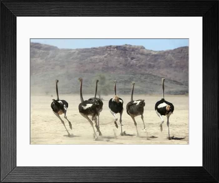 Framed Print : Ostrich. Namibia Framed Print : Ostrich. Namibia