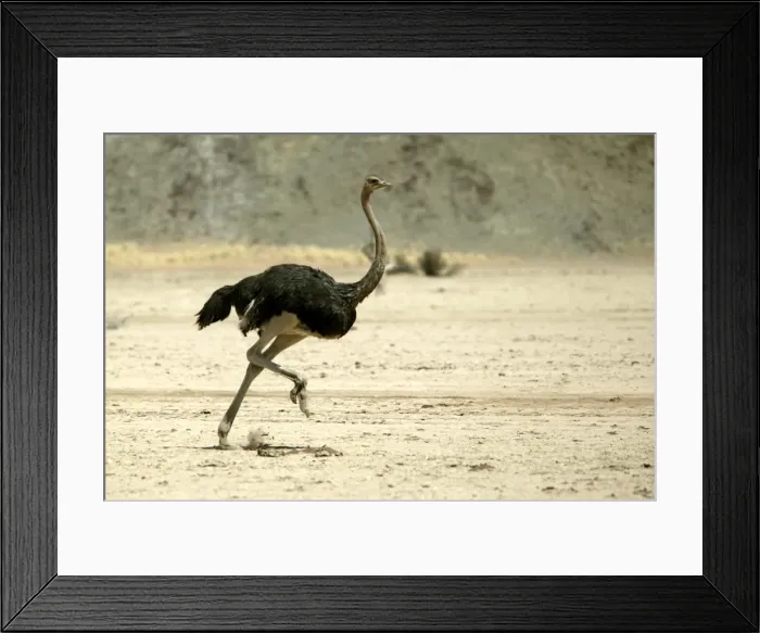 Framed Print : Ostrich. Namibia Framed Print : Ostrich. Namibia