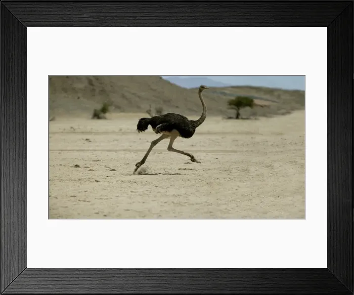 Framed Print : Ostrich. Namibia Framed Print : Ostrich. Namibia