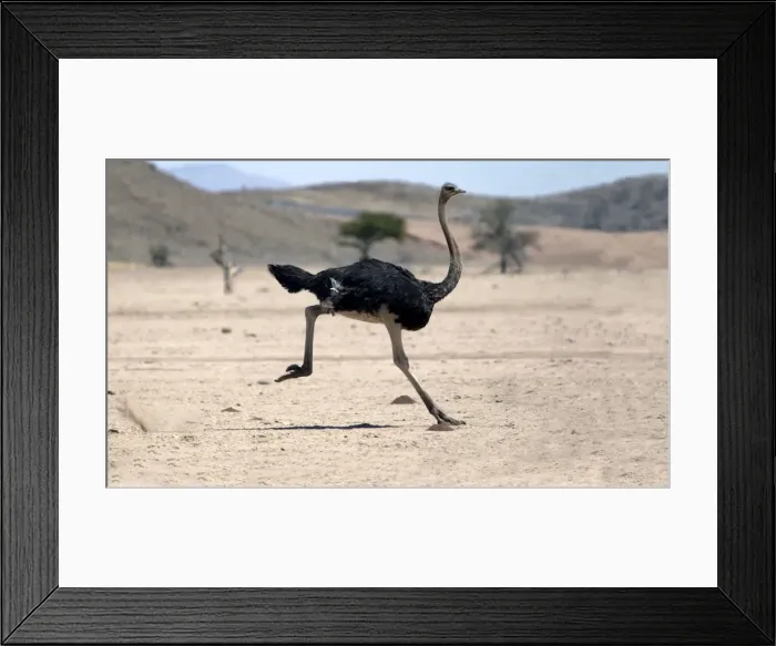 Framed Print : Ostrich. Namibia
