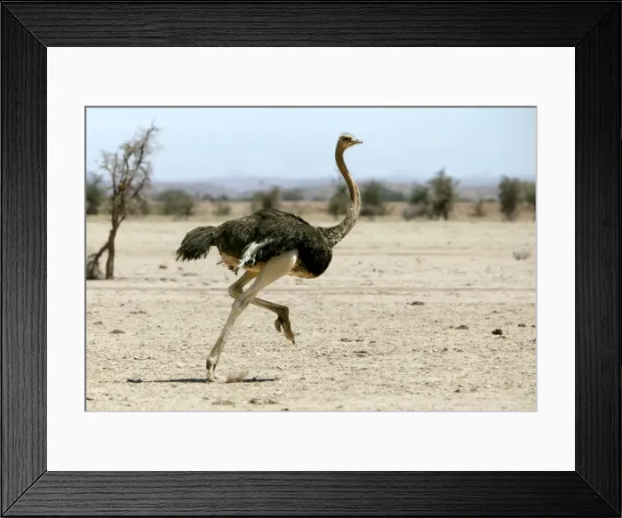 Framed Print : Ostrich. Namibia Framed Print : Ostrich. Namibia