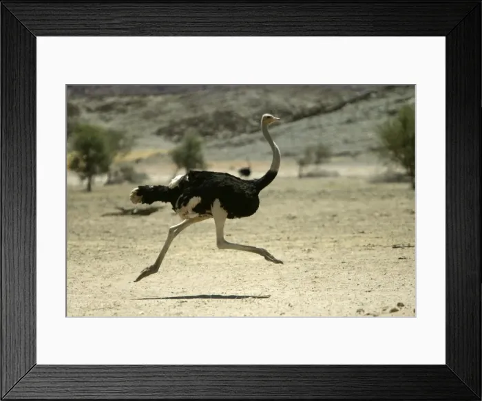 Framed Print : Ostrich. Namibia Framed Print : Ostrich. Namibia