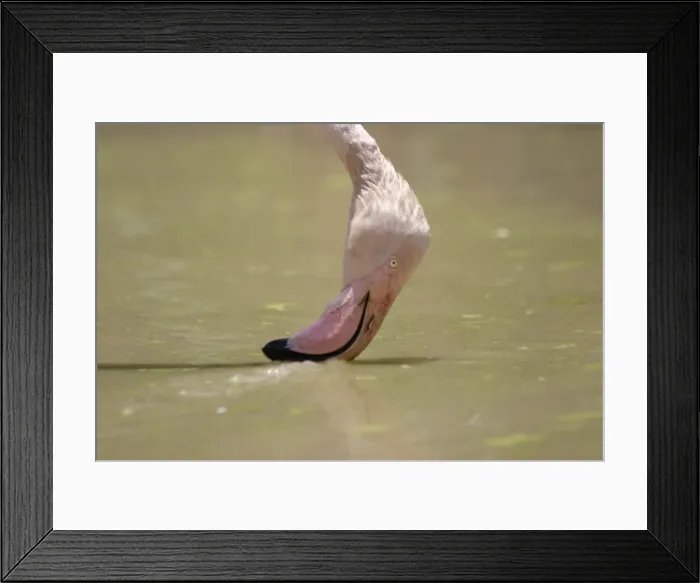 Framed Print : Greater Flamingo. Feeding. Namibia Framed Print : Greater Flamingo. Feeding. Namibia