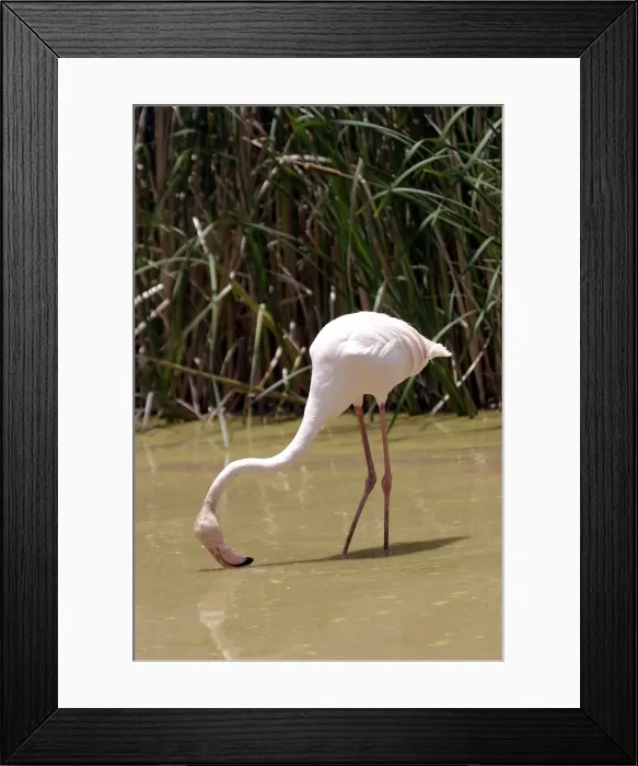 Framed Print : Greater Flamingo. Feeding. Namibia Framed Print : Greater Flamingo. Feeding. Namibia