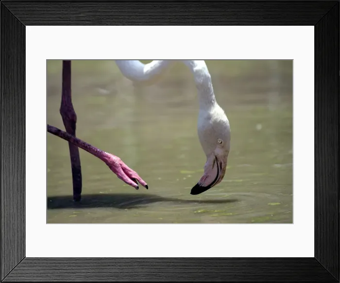 Framed Print : Greater Flamingo. Feeding. Namibia Framed Print : Greater Flamingo. Feeding. Namibia