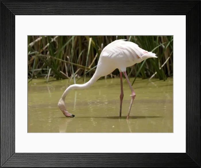 Framed Print : Greater Flamingo. Feeding. Namibia Framed Print : Greater Flamingo. Feeding. Namibia