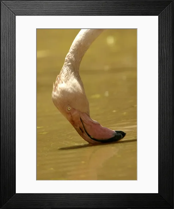 Framed Print : Greater Flamingo. Feeding. Namibia Framed Print : Greater Flamingo. Feeding. Namibia