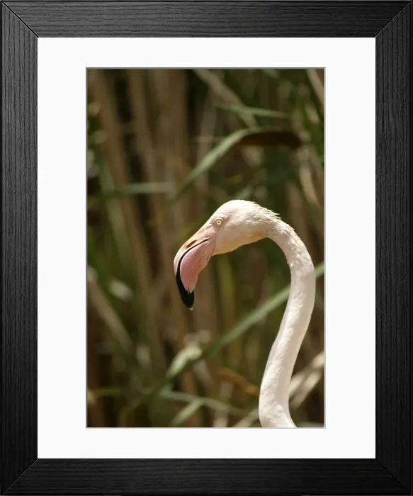 Framed Print : Greater Flamingo. Feeding. Namibia Framed Print : Greater Flamingo. Feeding. Namibia