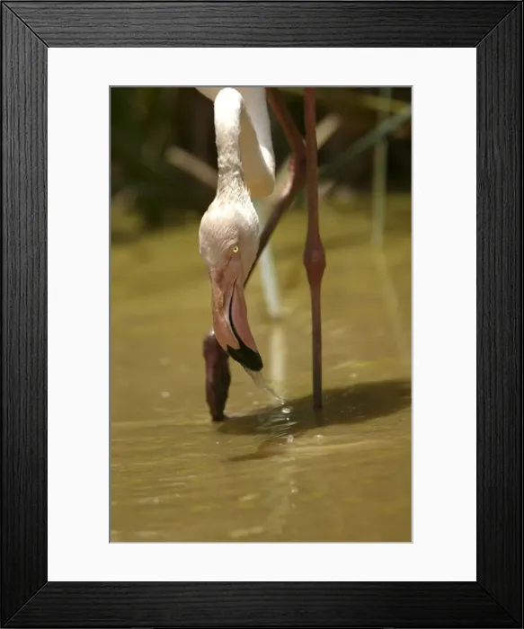 Framed Print : Greater Flamingo. Feeding. Namibia Framed Print : Greater Flamingo. Feeding. Namibia