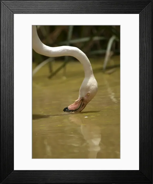 Framed Print : Greater Flamingo. Feeding. Namibia Framed Print : Greater Flamingo. Feeding. Namibia