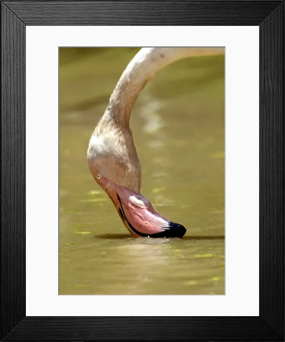 Framed Print : Greater Flamingo. Feeding. Namibia Framed Print : Greater Flamingo. Feeding. Namibia