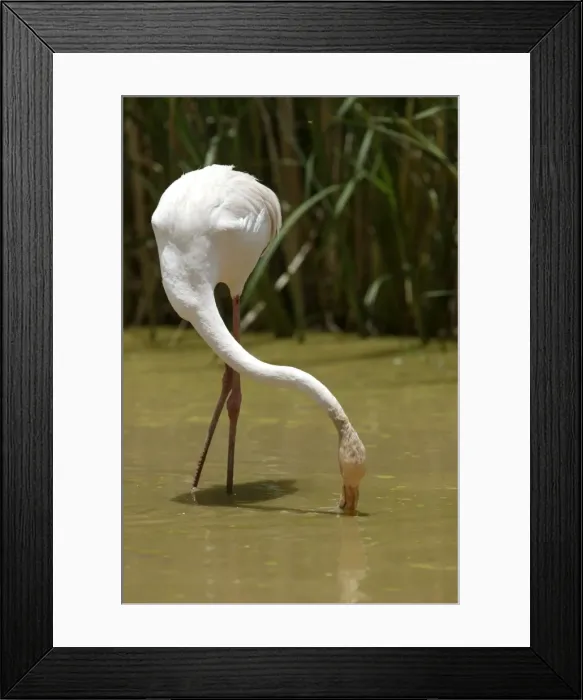 Framed Print : Greater Flamingo. Feeding. Namibia Framed Print : Greater Flamingo. Feeding. Namibia