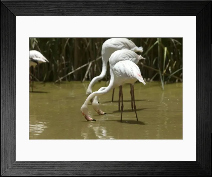 Framed Print : Greater Flamingo. Feeding. Namibia Framed Print : Greater Flamingo. Feeding. Namibia