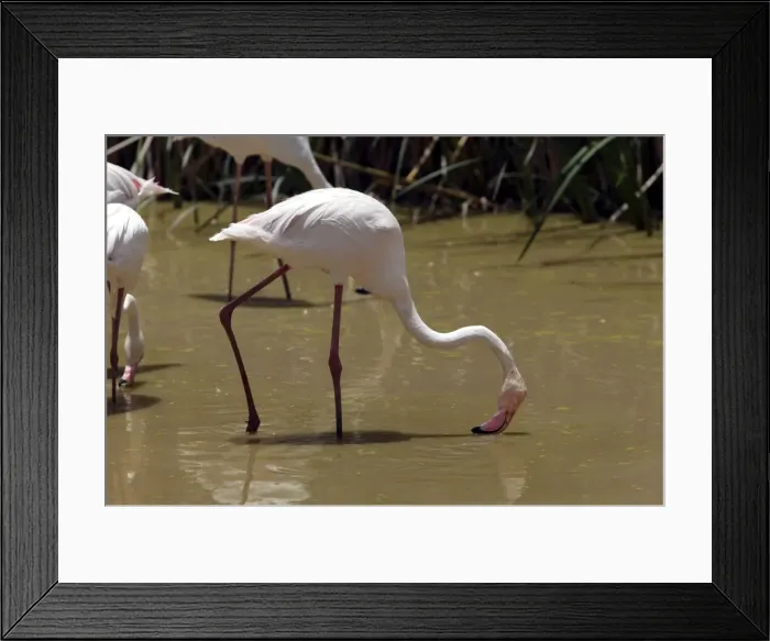 Framed Print : Greater Flamingo. Feeding. Namibia Framed Print : Greater Flamingo. Feeding. Namibia