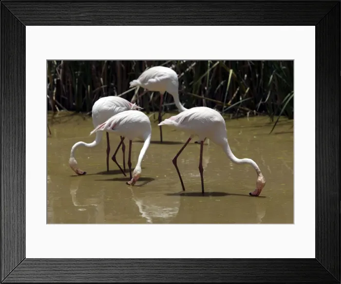 Framed Print : Greater Flamingo. Feeding. Namibia Framed Print : Greater Flamingo. Feeding. Namibia