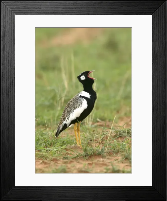 Framed Print : Northern Black Korhaan. Display. Namibia Framed Print : Northern Black Korhaan. Display. Namibia