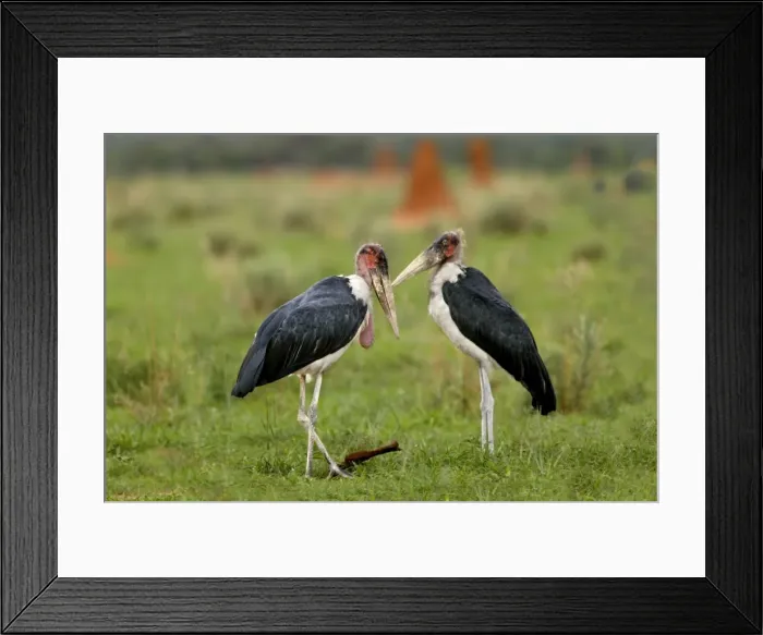 Framed Print : Marabou Stork Namibia Framed Print : Marabou Stork Namibia