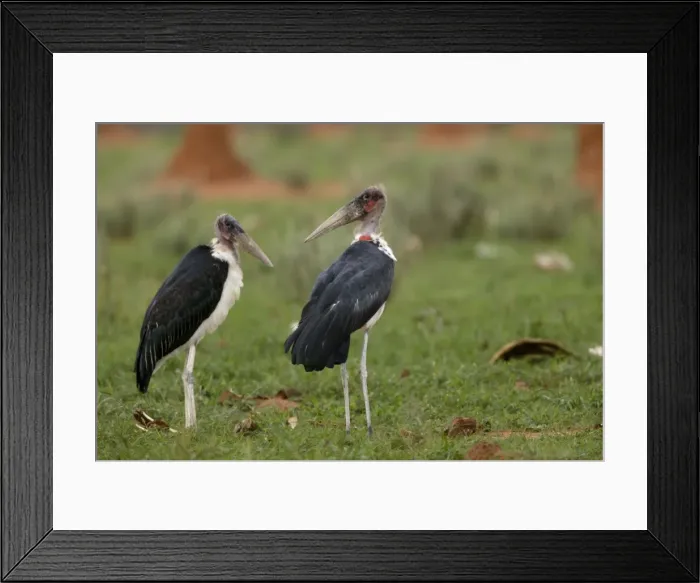 Framed Print : Marabou Stork Namibia Framed Print : Marabou Stork Namibia