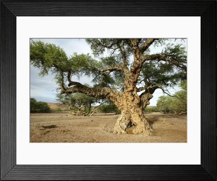 Framed Print : Ana tree. Virus on the tree, Huab river Namibia Framed Print : Ana tree. Virus on the tree, Huab river Namibia