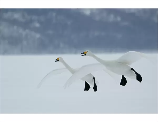 Whooper Swans In flight Wintering on ice lakes Hokkaido, Japan