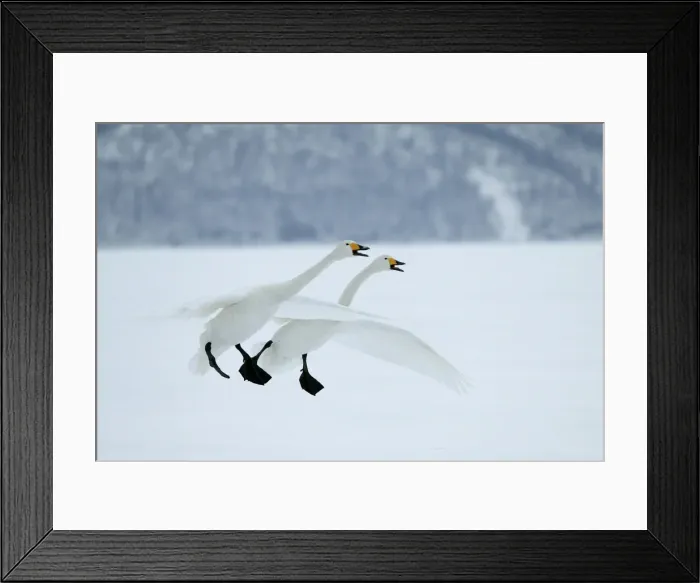 Framed Print : Whooper Swans In flight, about to land Wintering on ice lakes in Hokkaido, Japan Framed Print : Whooper Swans In flight, about to land Wintering on ice lakes in Hokkaido, Japan