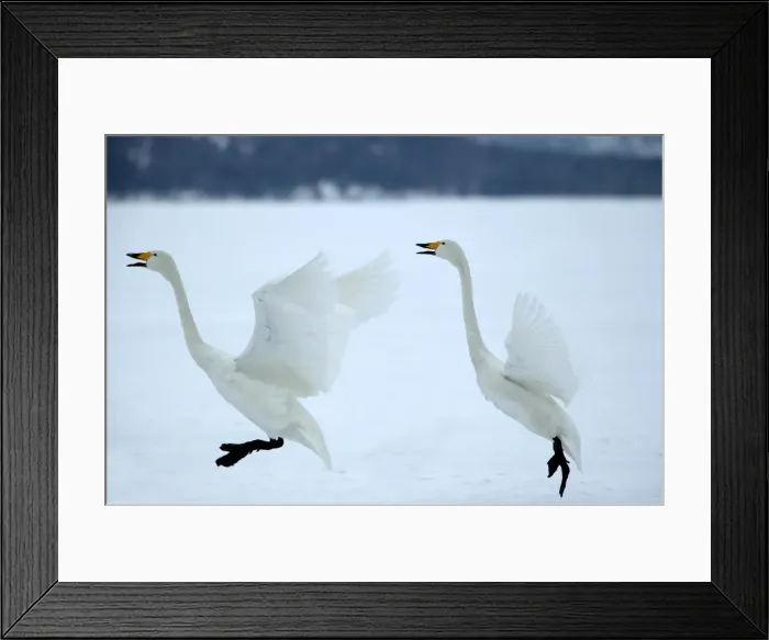 Framed Print : Whooper Swans Landing Wintering on ice lakes, Hokkaido, Japan Framed Print : Whooper Swans Landing Wintering on ice lakes, Hokkaido, Japan