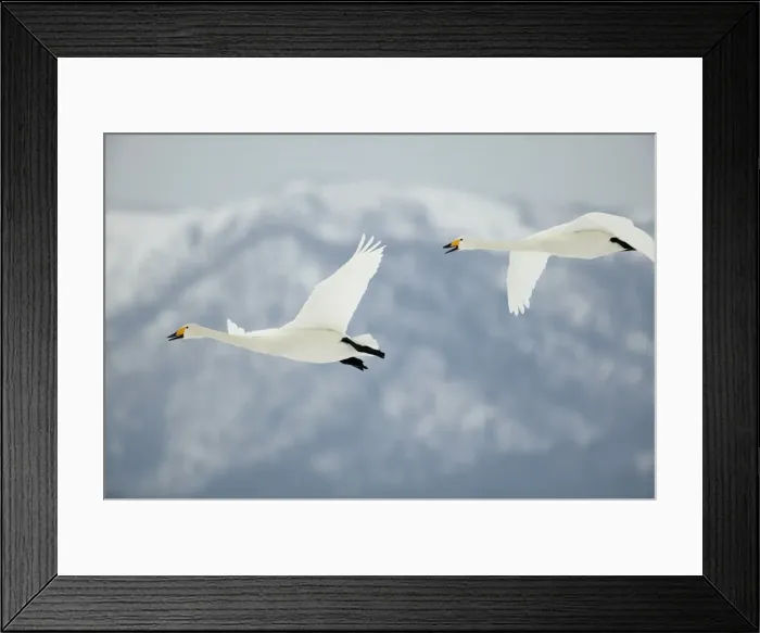 Framed Print : Whooper Swans In flight Wintering on ice lakes Hokkaido, Japan Framed Print : Whooper Swans In flight Wintering on ice lakes Hokkaido, Japan