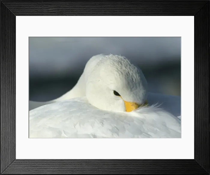 Framed Print : Whooper Swan Wintering on ice lakes in Hokkaido, Japan Framed Print : Whooper Swan Wintering on ice lakes in Hokkaido, Japan