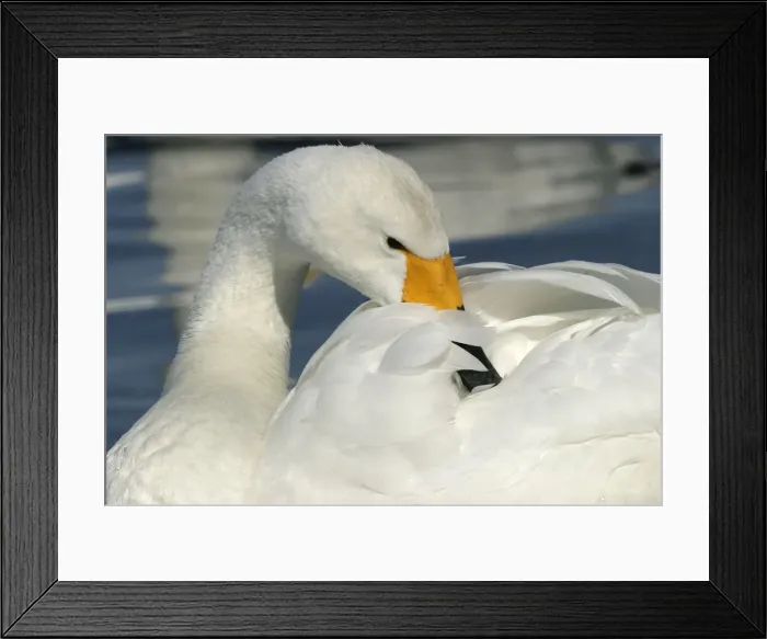 Framed Print : Whooper Swan Preening Wintering on ice lakes Hokkaido, Japan Framed Print : Whooper Swan Preening Wintering on ice lakes Hokkaido, Japan