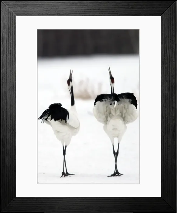 Framed Print : Red-crowned Crane - pair displaying Hokkaido, Japan