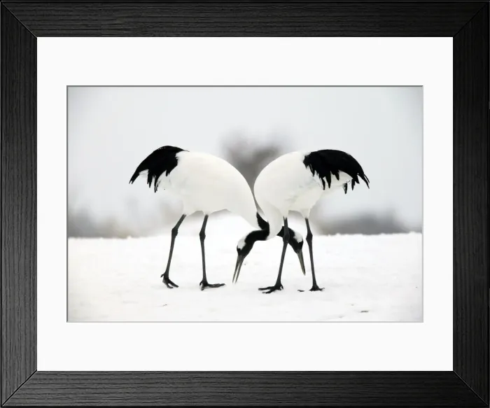 Framed Print : Red-crowned Crane - pair Hokkaido, Japan Framed Print : Red-crowned Crane - pair Hokkaido, Japan